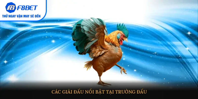 Trận đấu Thomo kịch tính với kỹ năng đỉnh cao của chiến kê