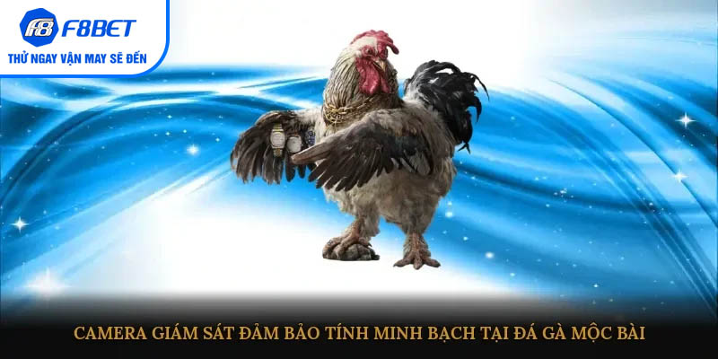 Camera giám sát đảm bảo tính minh bạch tại đá gà Mộc Bài