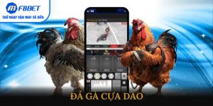 Đá gà cựa dao