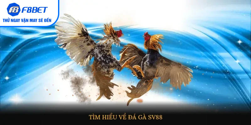 Tìm hiểu về Đá gà SV88